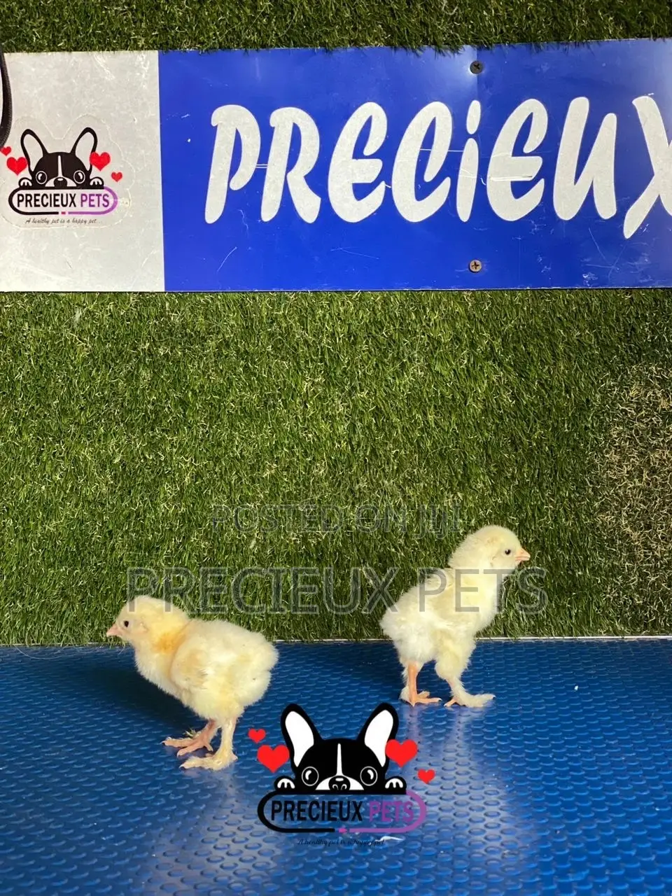 2-8 Days Old Brahma Chicks
