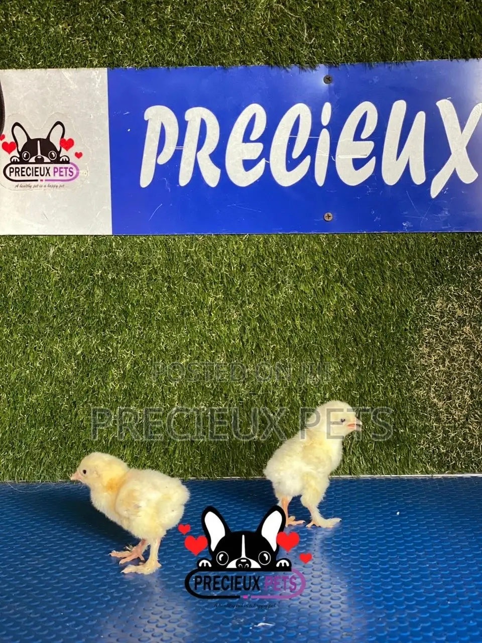 2-8 Days Old Brahma Chicks