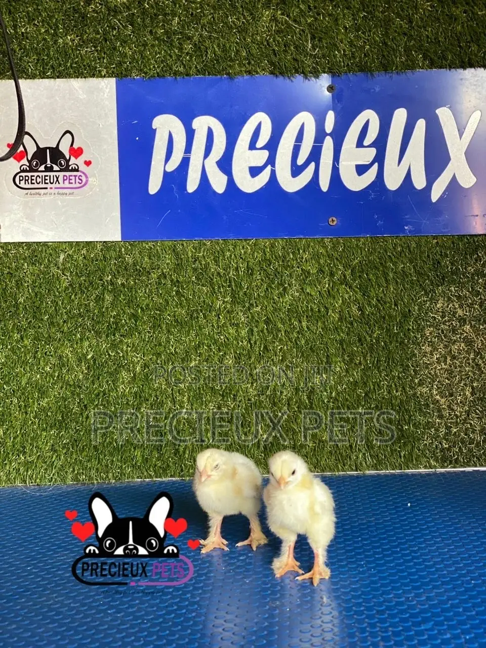 2-8 Days Old Brahma Chicks