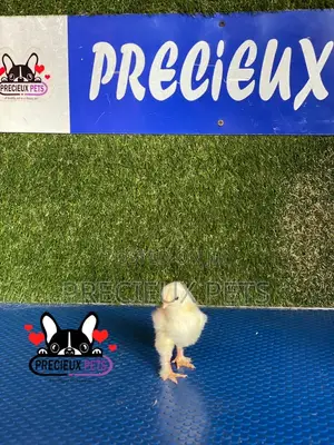 2-8 Days Old Brahma Chicks