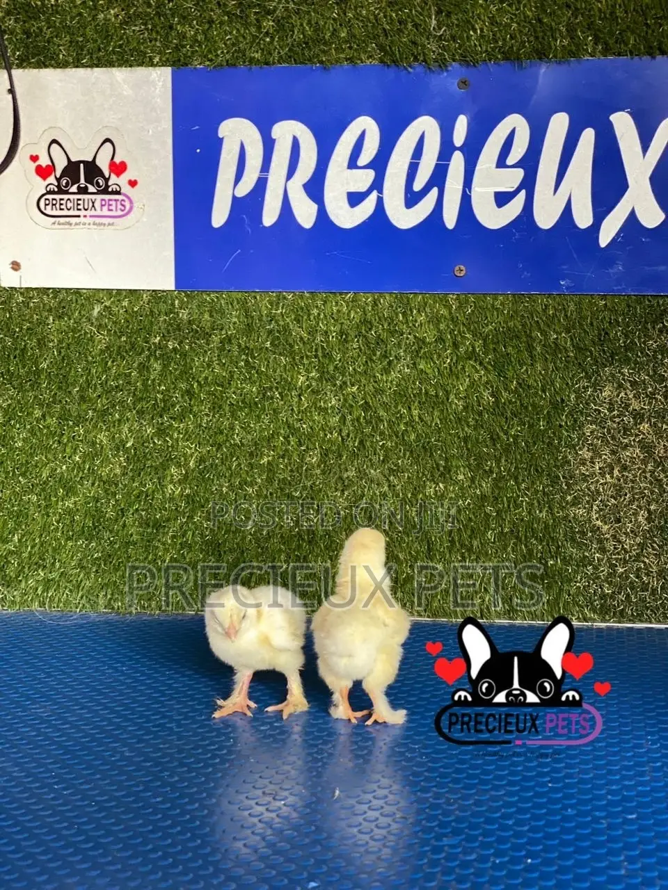 2-8 Days Old Brahma Chicks