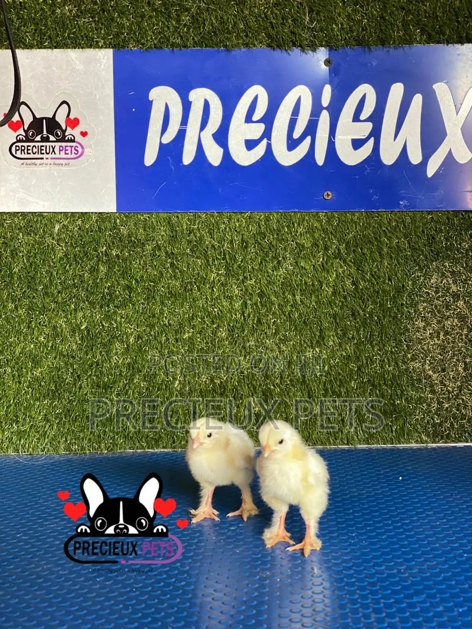 2-8 Days Old Brahma Chicks