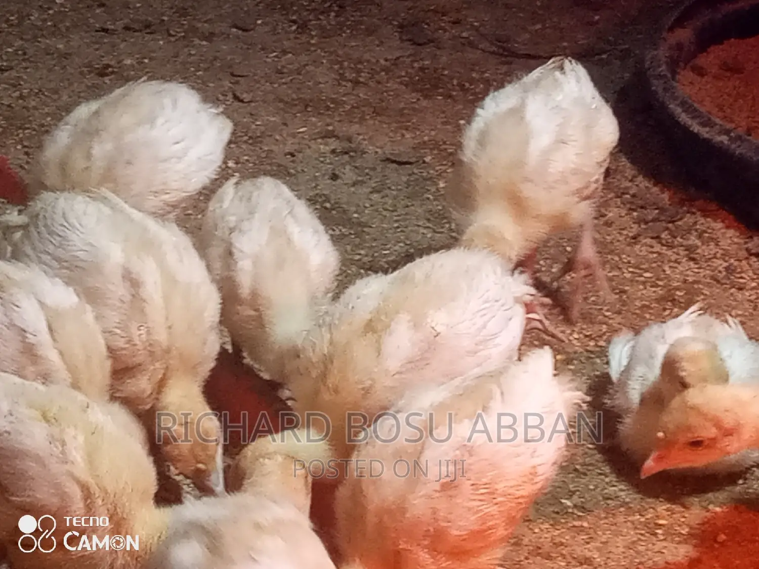 Weeks Imported Turkey Poults for Sale