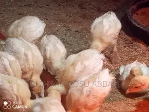 Weeks Imported Turkey Poults for Sale