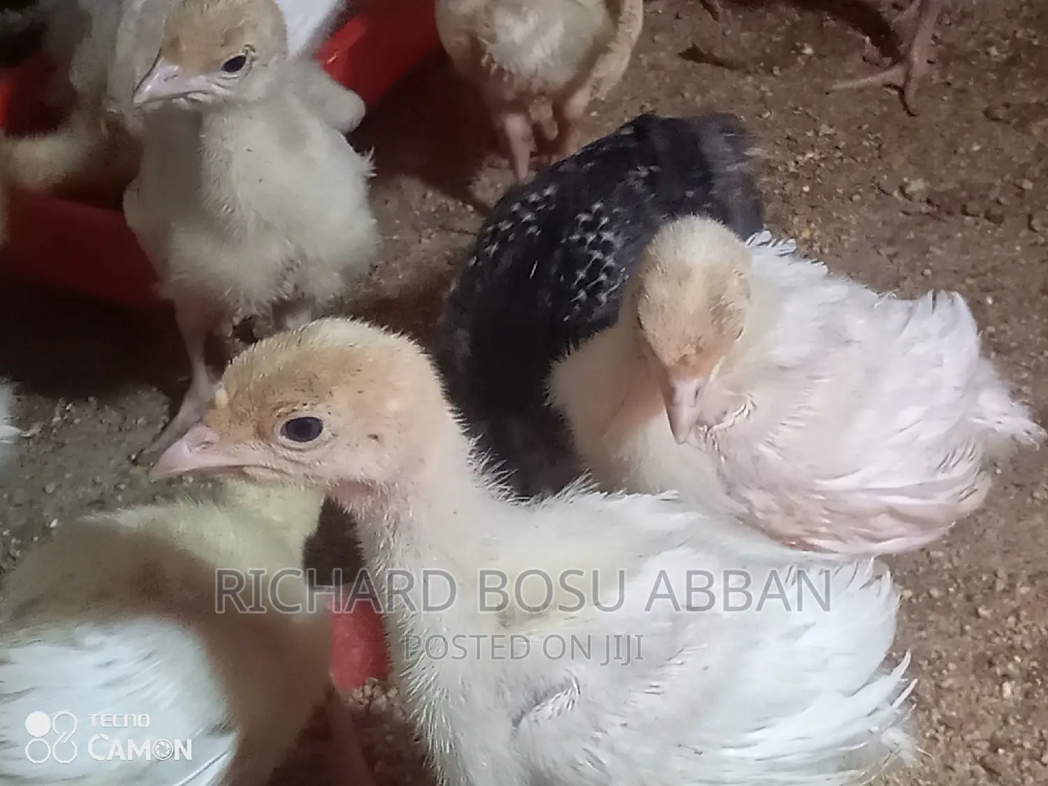Weeks Imported Turkey Poults for Sale