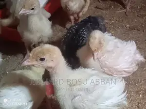Weeks Imported Turkey Poults for Sale