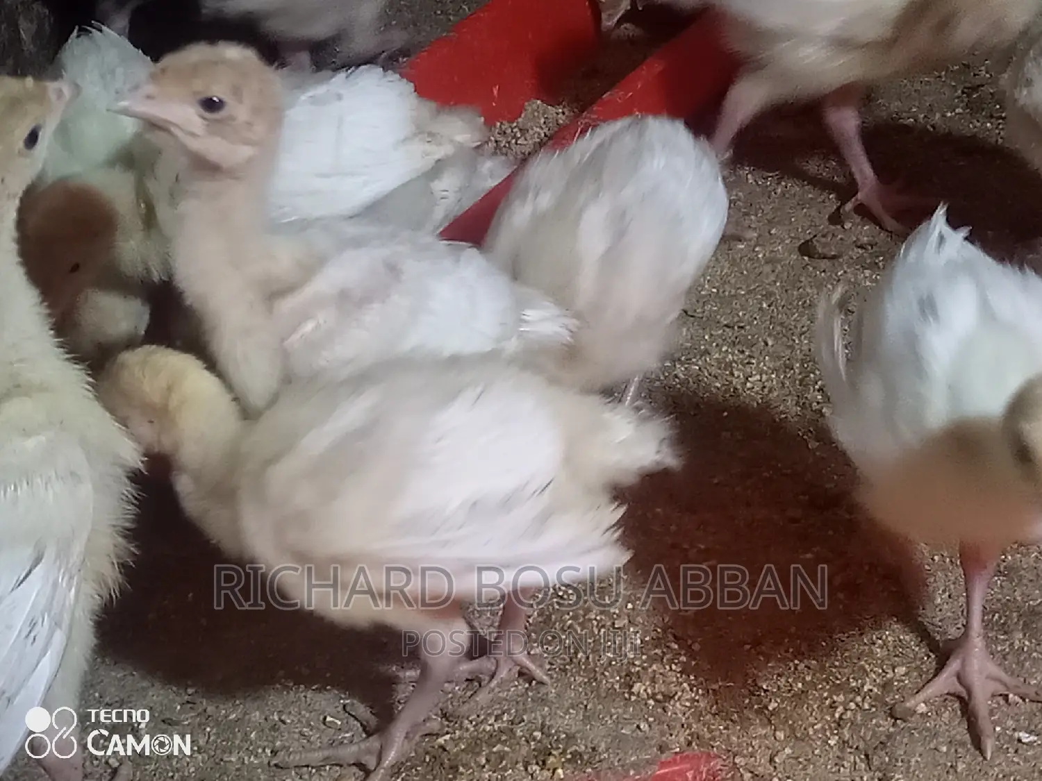 Weeks Imported Turkey Poults for Sale