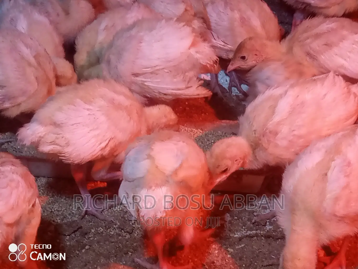 Weeks Imported Turkey Poults for Sale