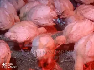 Weeks Imported Turkey Poults for Sale