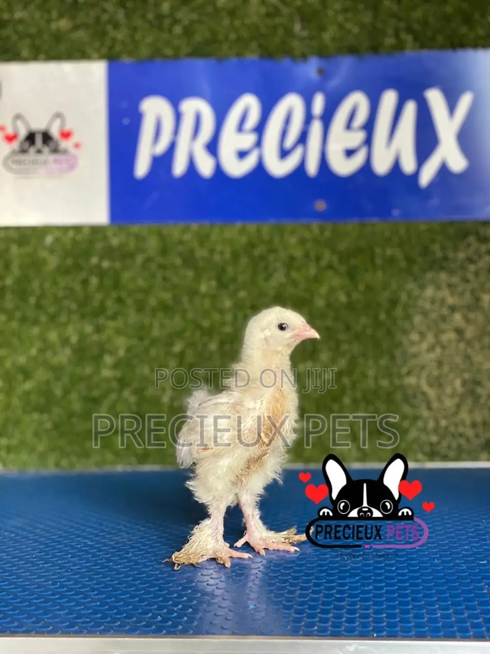 1 Week Old Brahmas Chicks