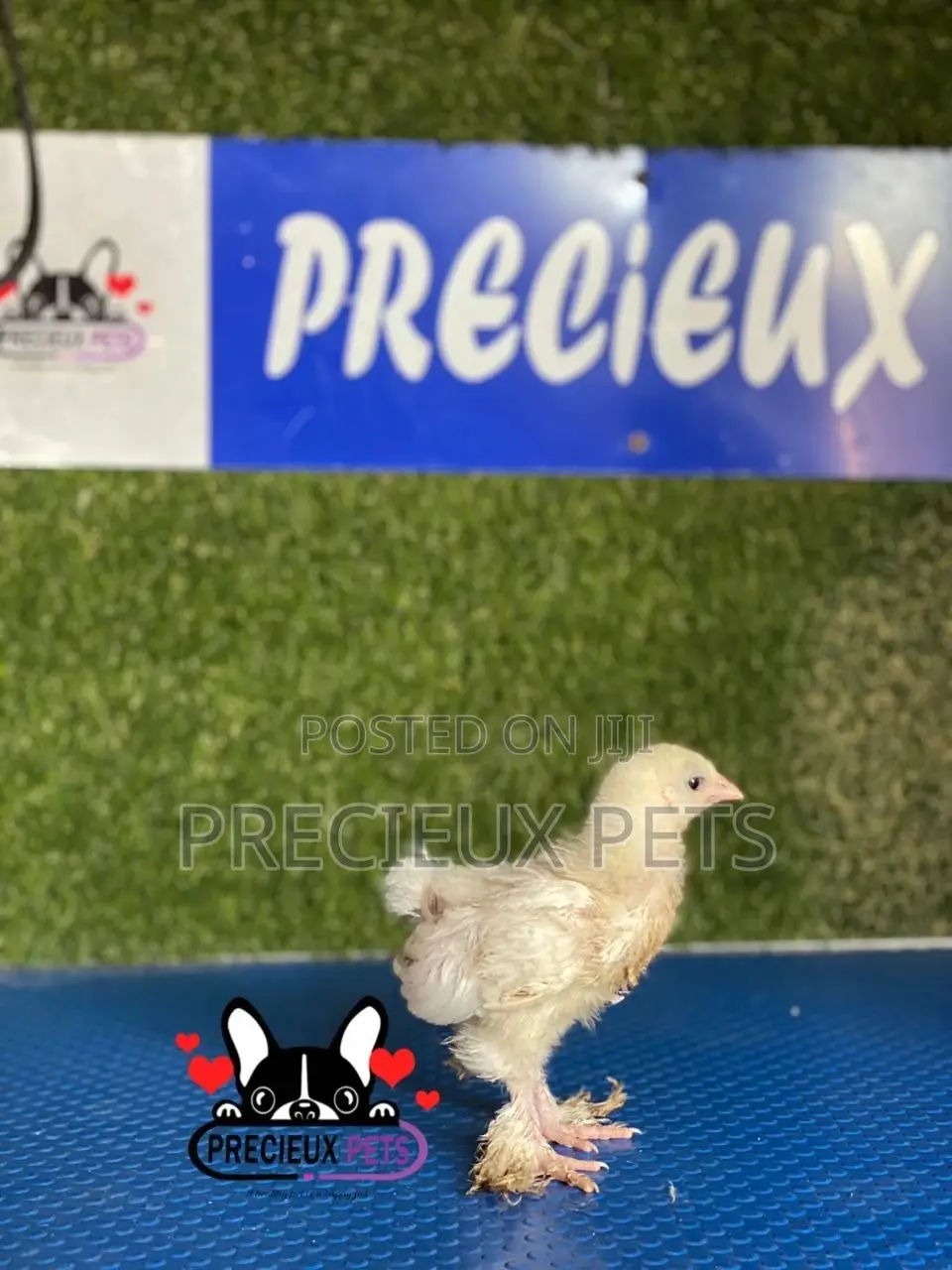 1 Week Old Brahmas Chicks