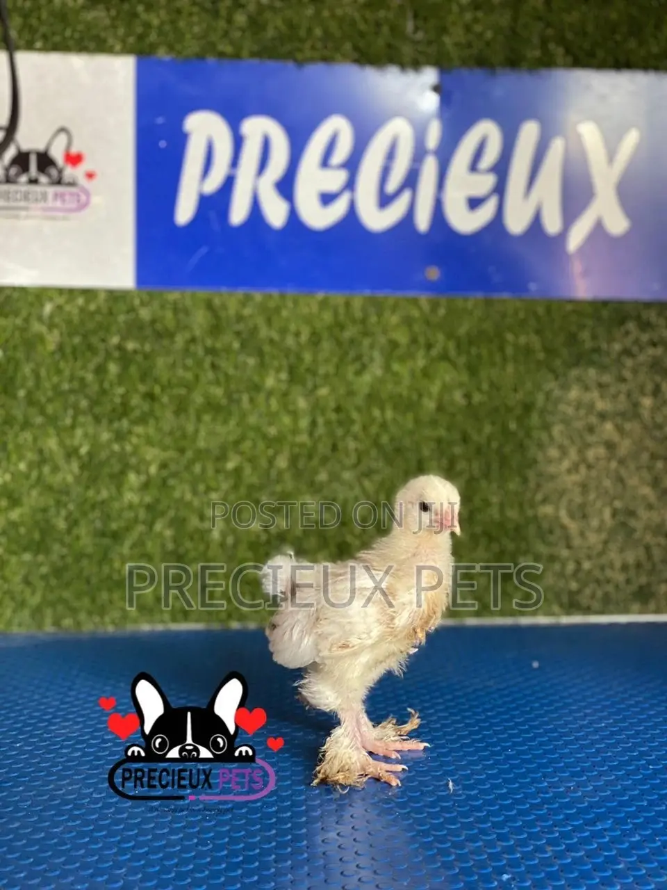 1 Week Old Brahmas Chicks