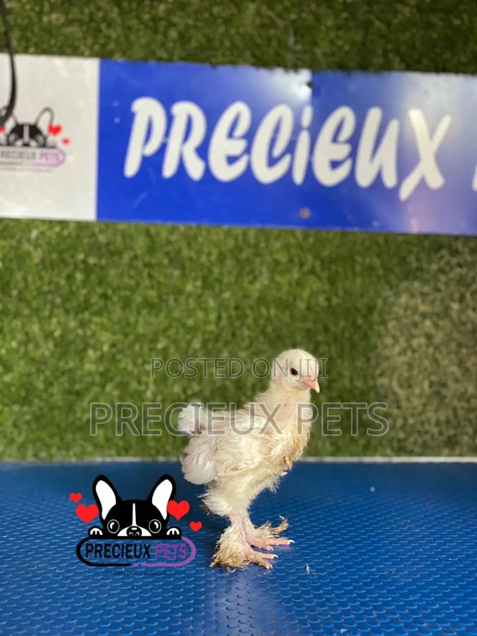 1 Week Old Brahmas Chicks