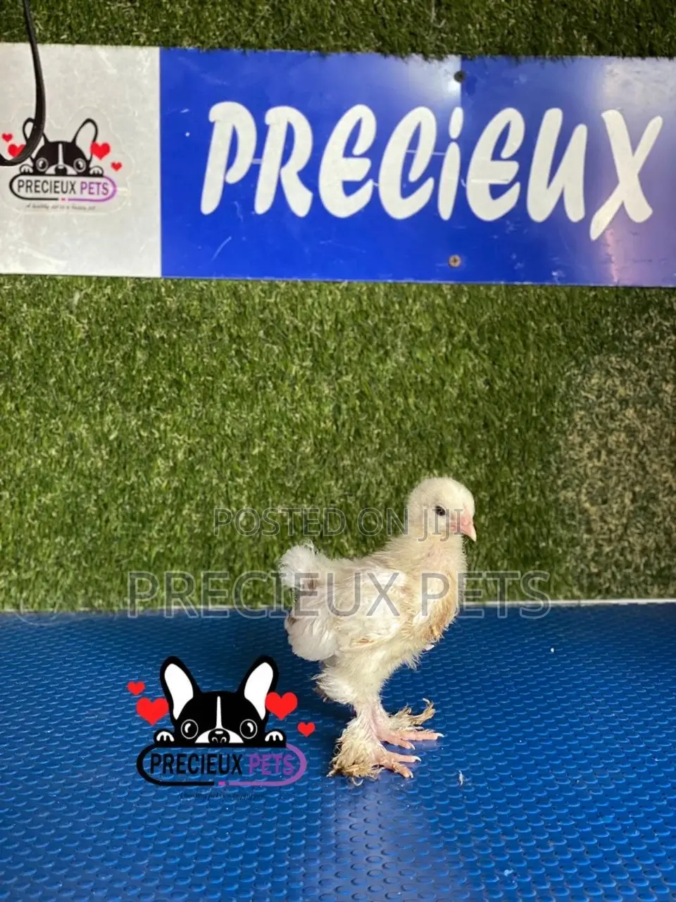 1 Week Old Brahmas Chicks