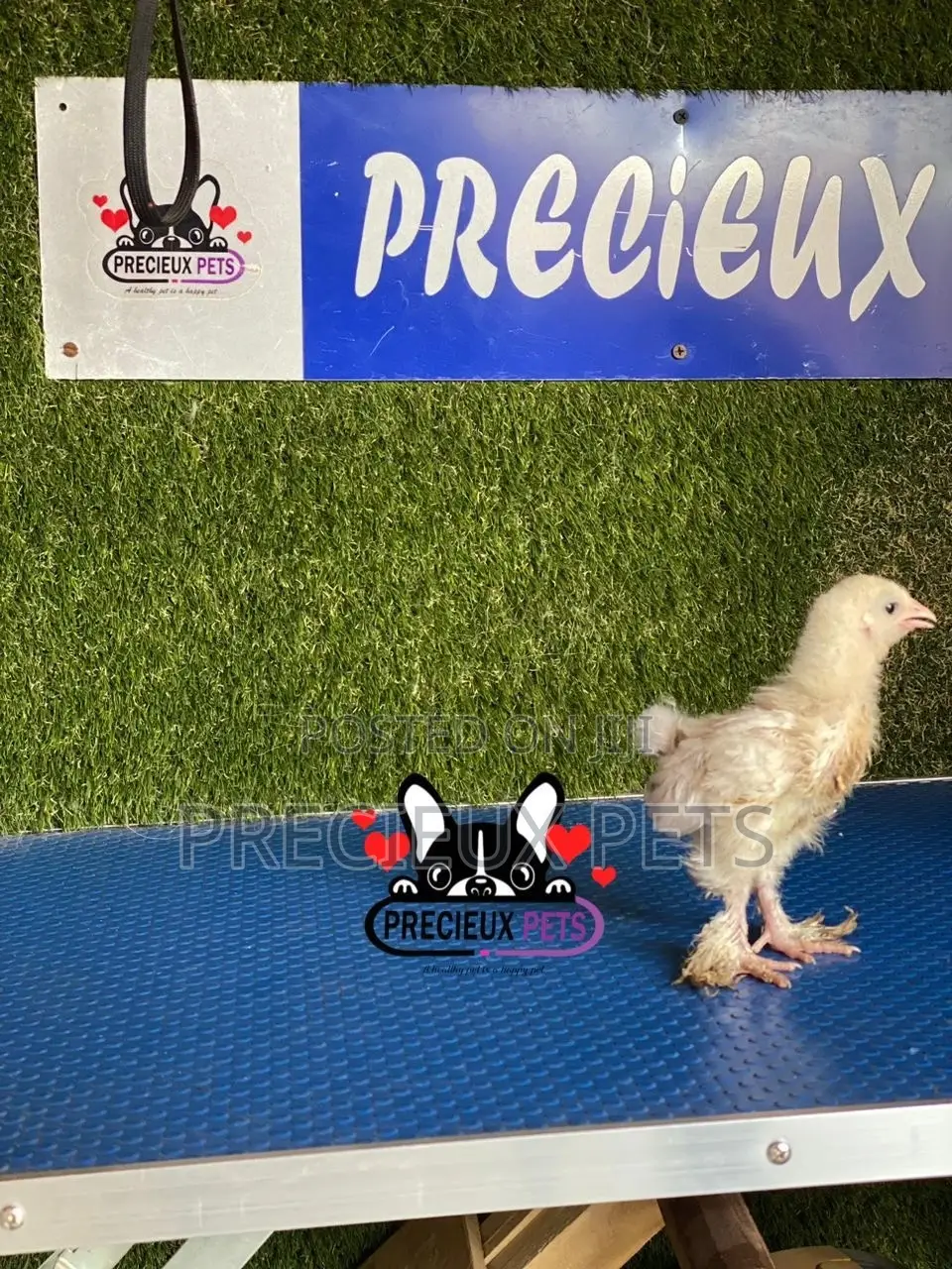 1 Week Old Brahmas Chicks