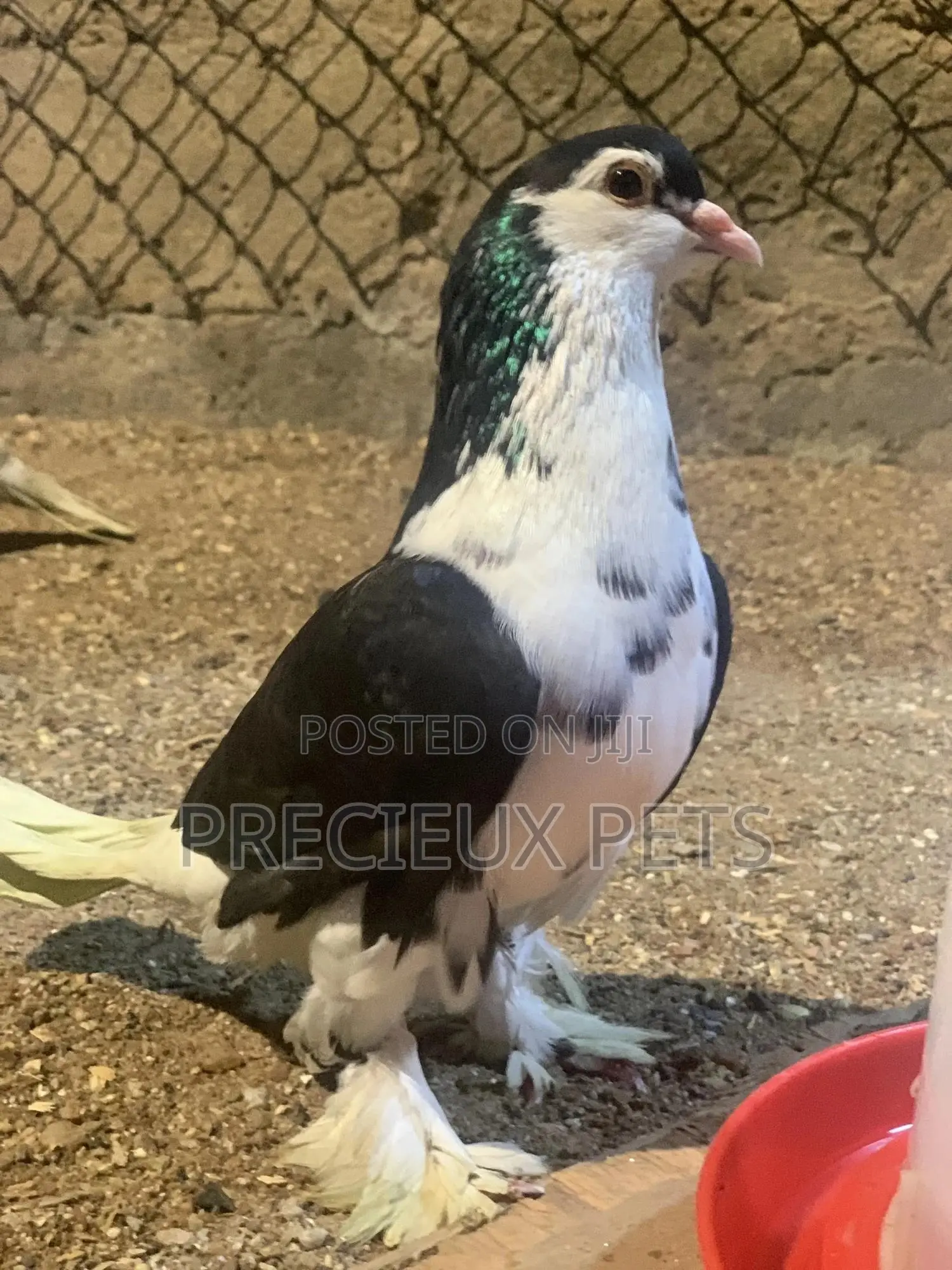 A Pair of Lahore Pigeons