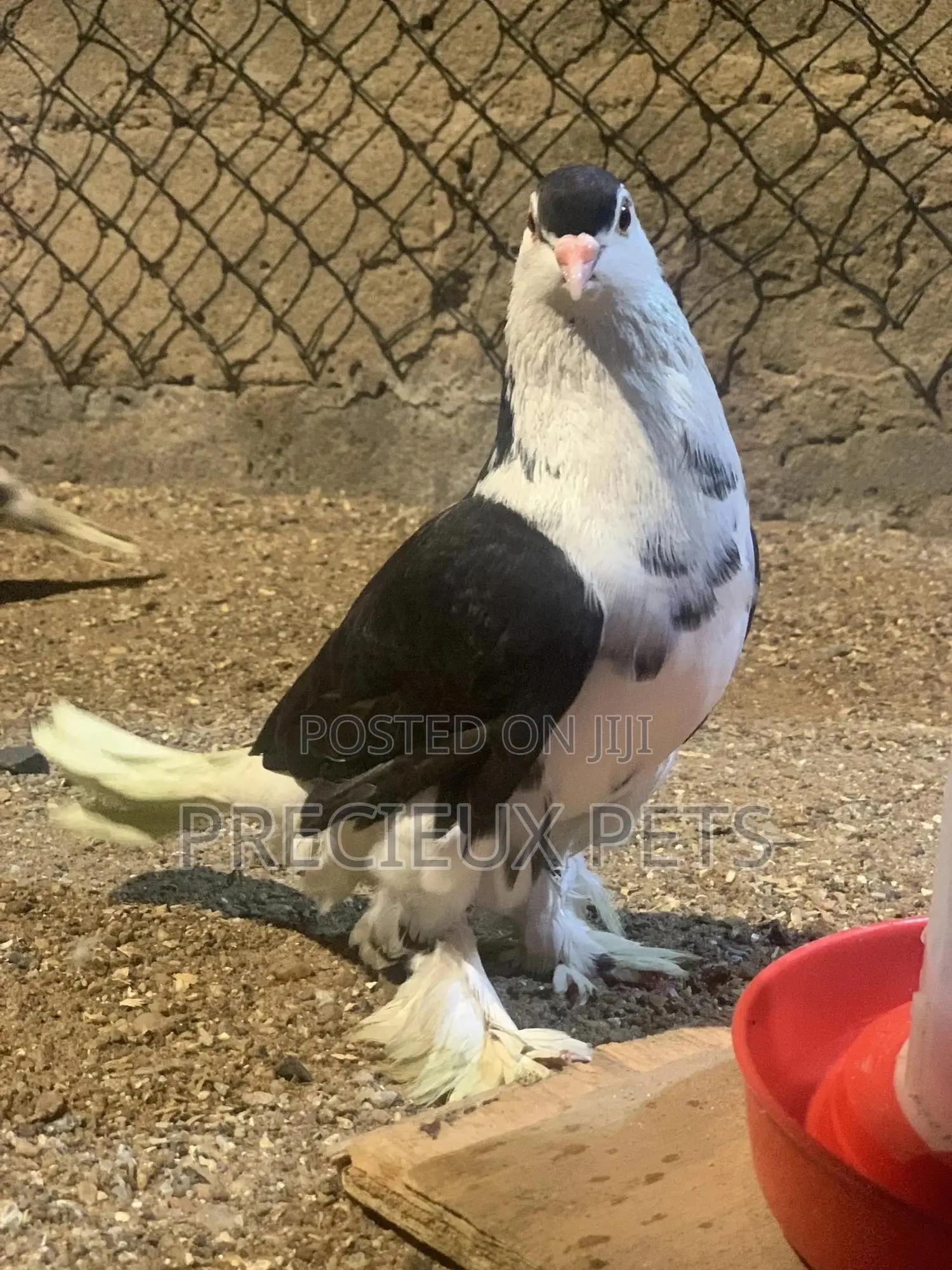 A Pair of Lahore Pigeons