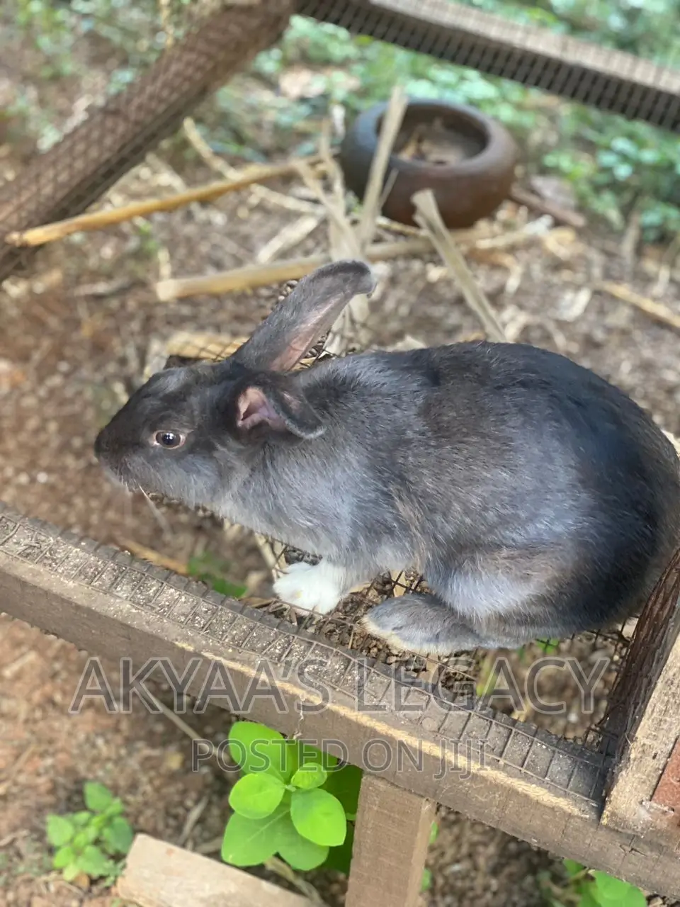 Rabbit For Sale
