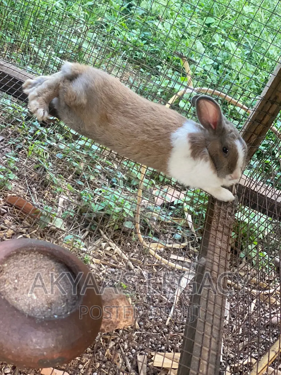 Rabbit For Sale