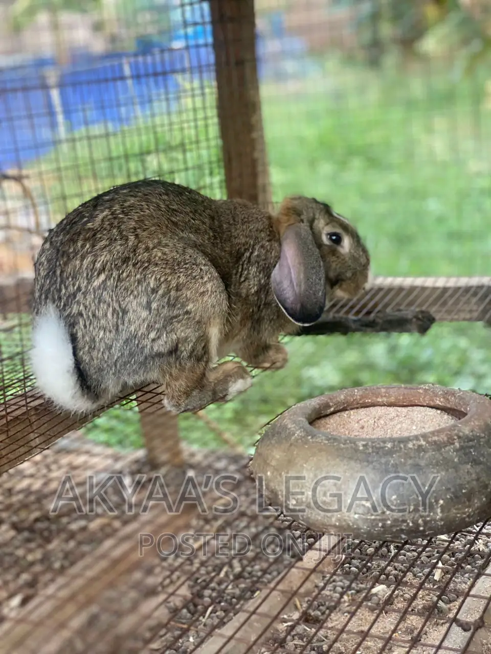 Rabbit For Sale