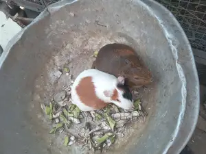 Guinea Pigs for Sale