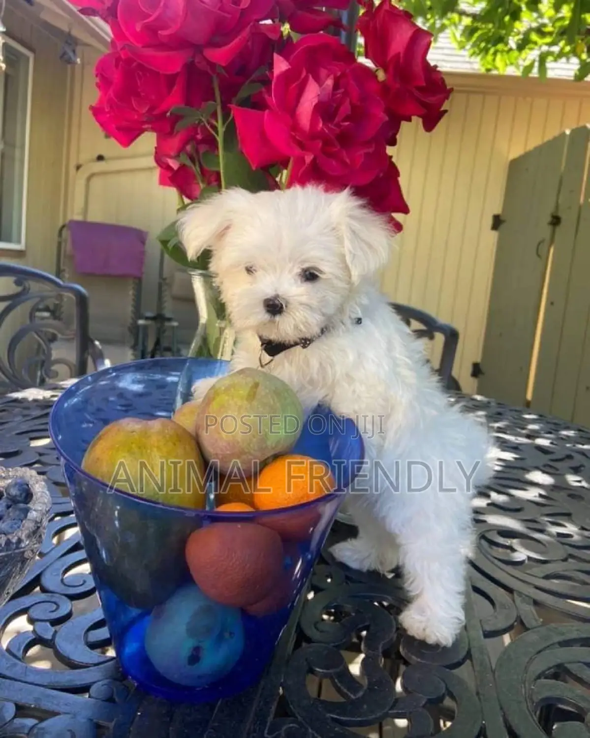 1-3 months Male Purebred Maltese