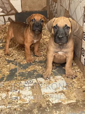 1-3 months Female Purebred Boerboel