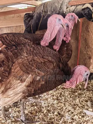 Brown Turkey or Bourbon Red Turkey Available