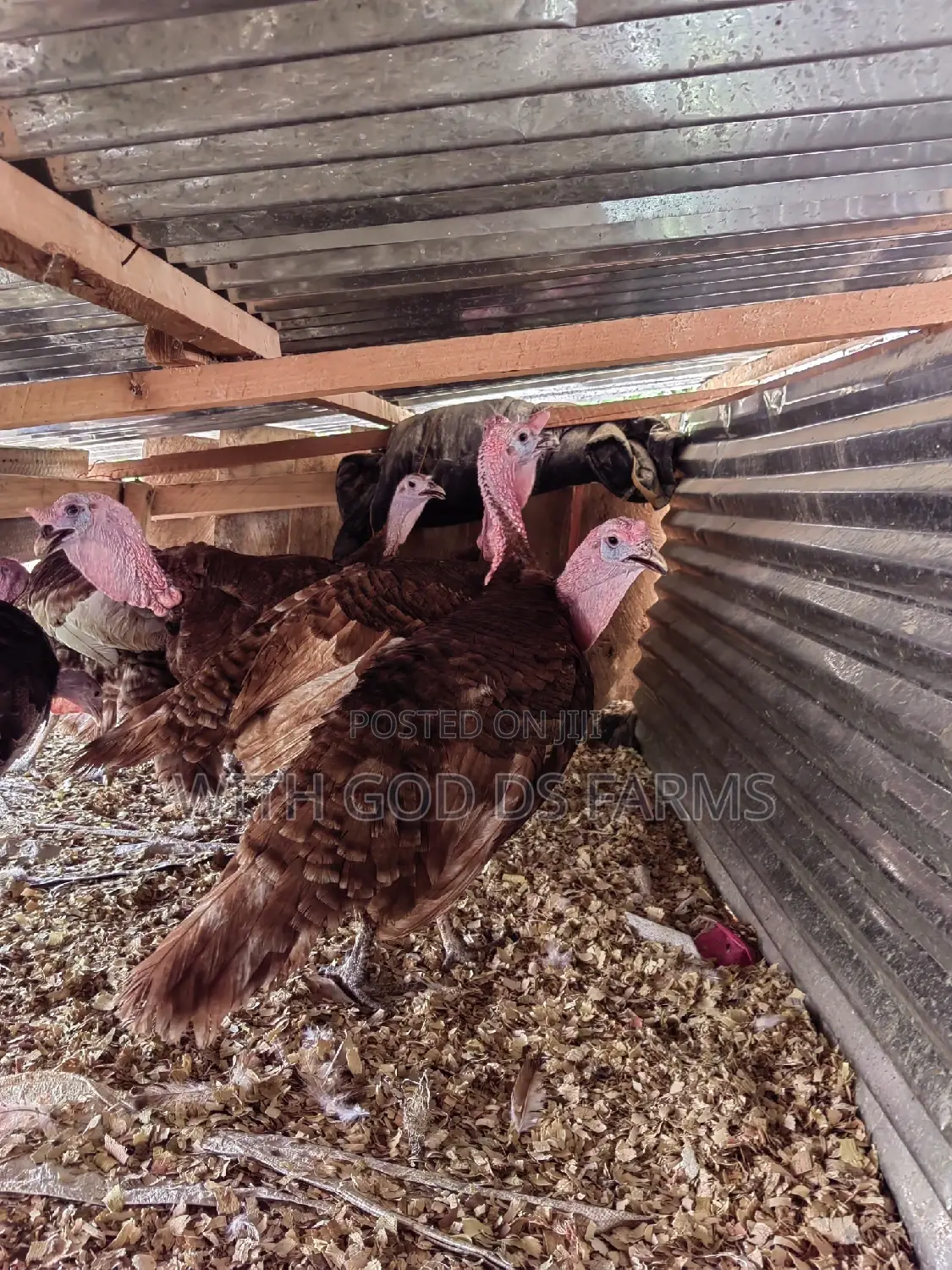 Brown Turkey or Bourbon Red Turkey Available