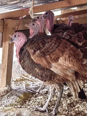 Brown Turkey or Bourbon Red Turkey Available