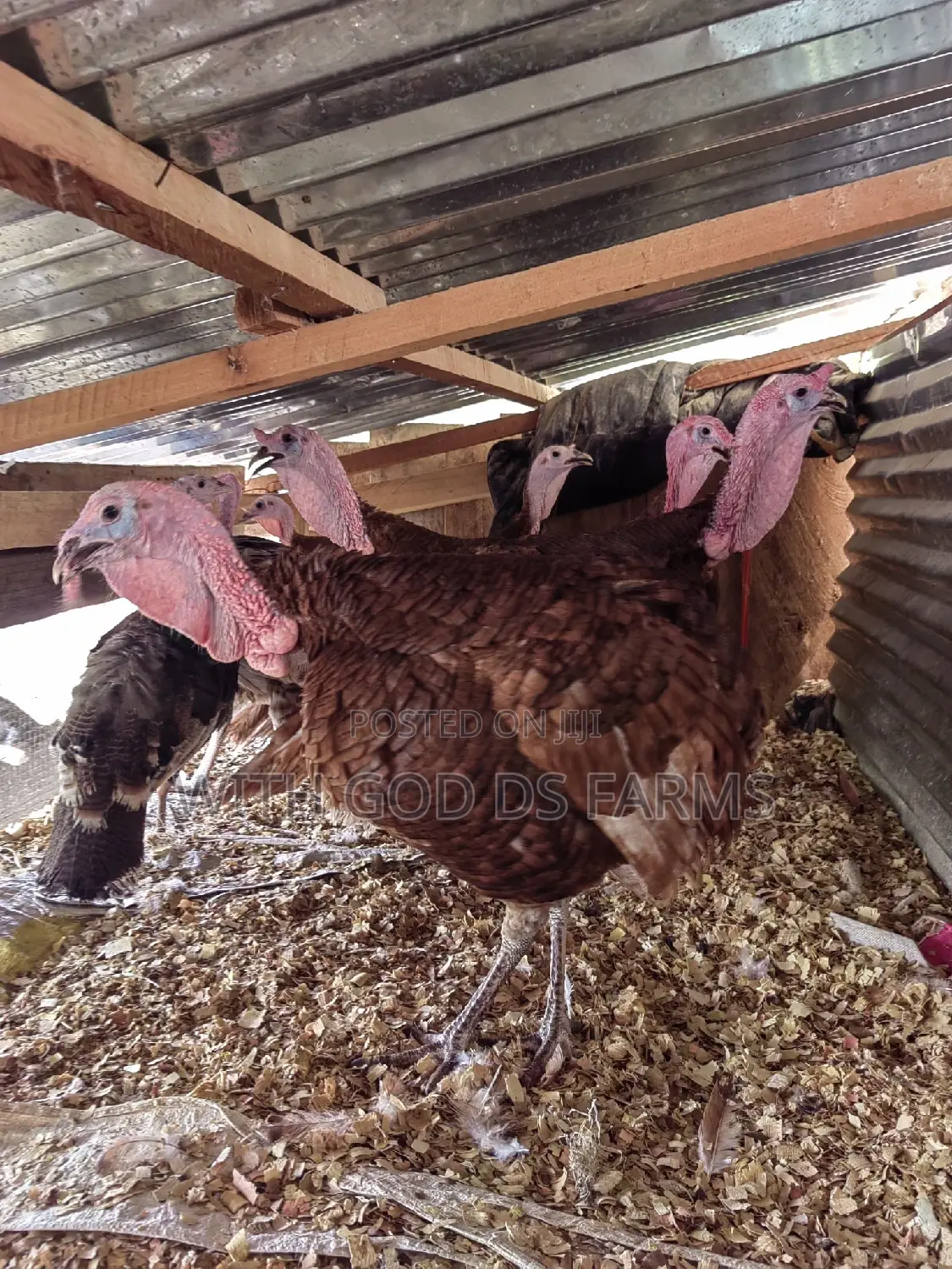 Brown Turkey or Bourbon Red Turkey Available