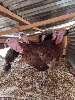Brown Turkey or Bourbon Red Turkey Available