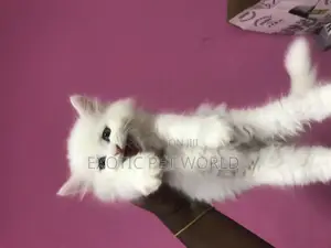 1-3 months Female Purebred Persian