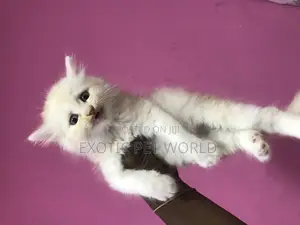 1-3 months Female Purebred Persian
