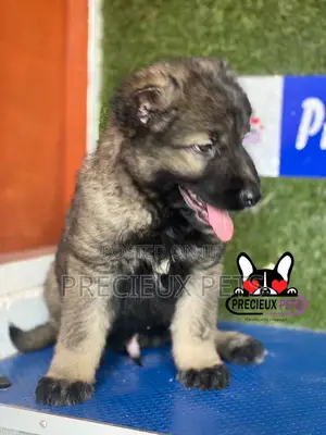 1-3 months Male Purebred Caucasian Shepherd