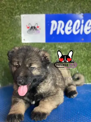 1-3 months Male Purebred Caucasian Shepherd