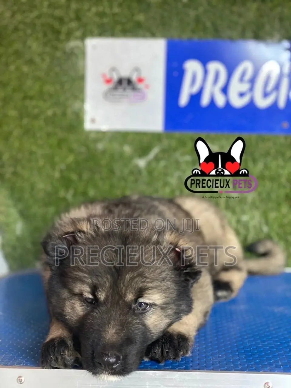 1-3 months Male Purebred Caucasian Shepherd