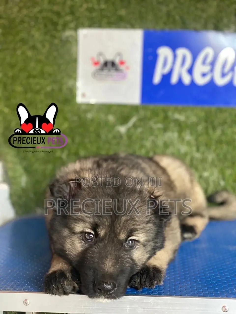 1-3 months Male Purebred Caucasian Shepherd