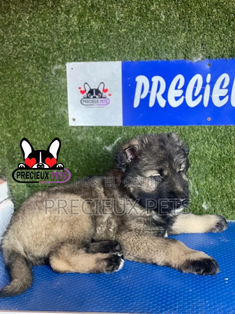 1-3 months Male Purebred Caucasian Shepherd