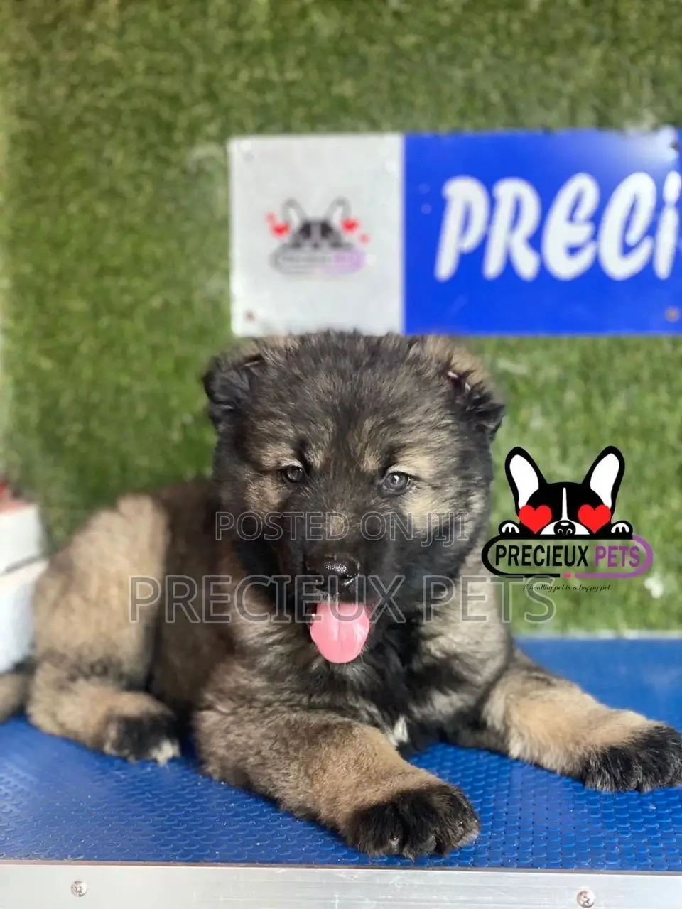 1-3 months Male Purebred Caucasian Shepherd
