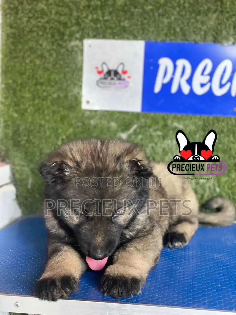 1-3 months Male Purebred Caucasian Shepherd