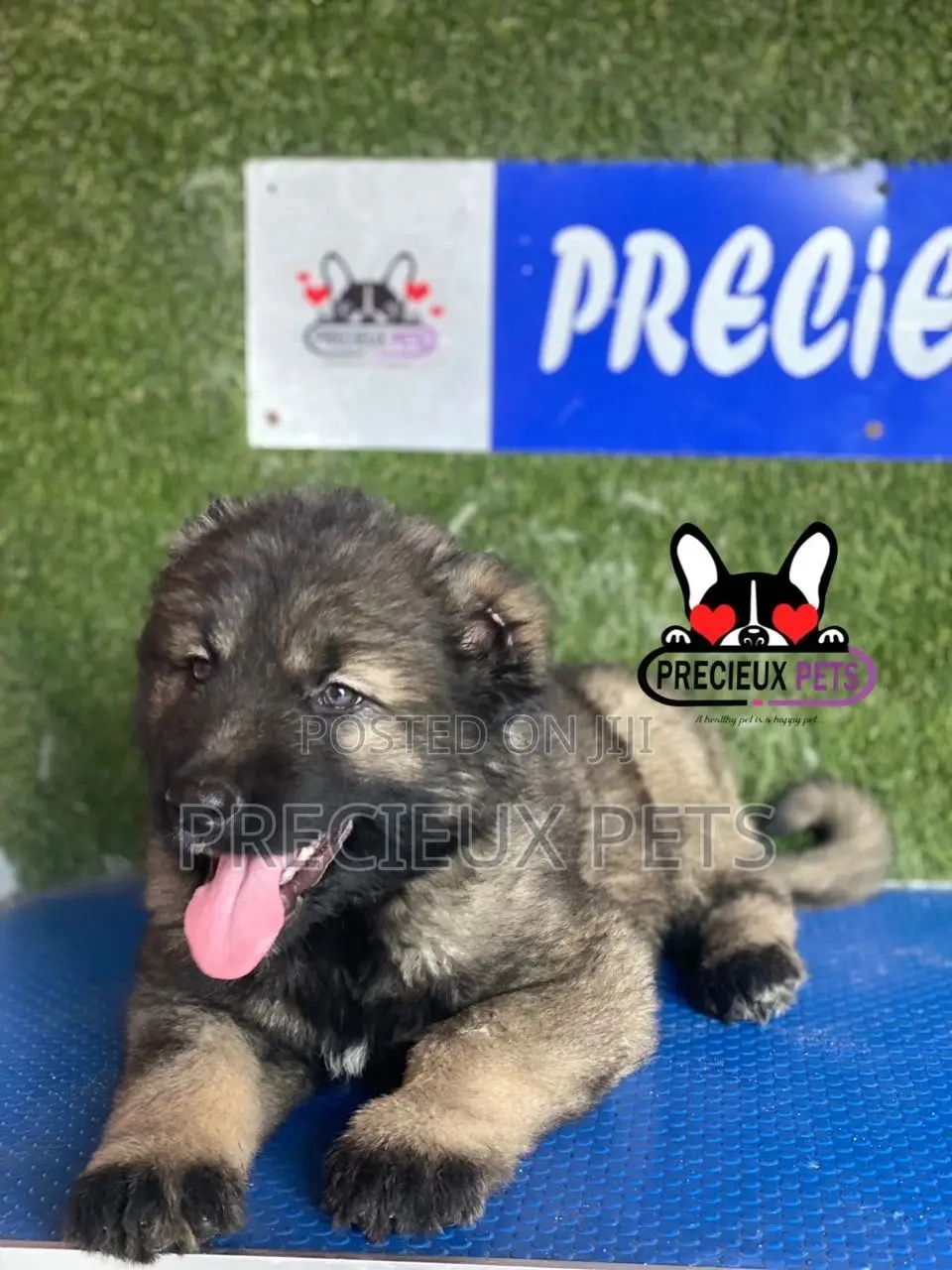 1-3 months Male Purebred Caucasian Shepherd
