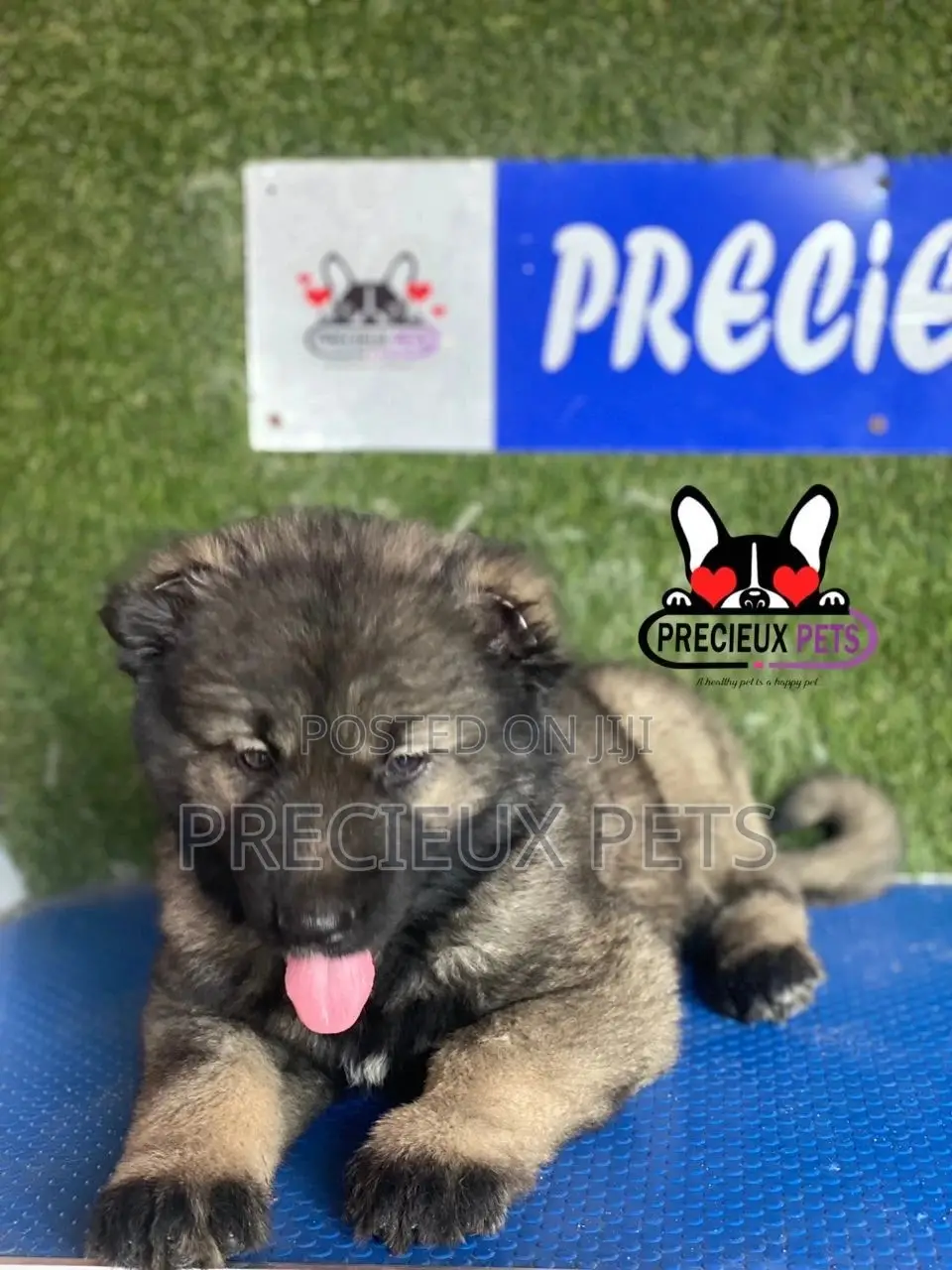 1-3 months Male Purebred Caucasian Shepherd