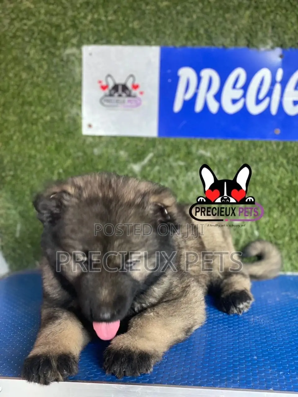 1-3 months Male Purebred Caucasian Shepherd