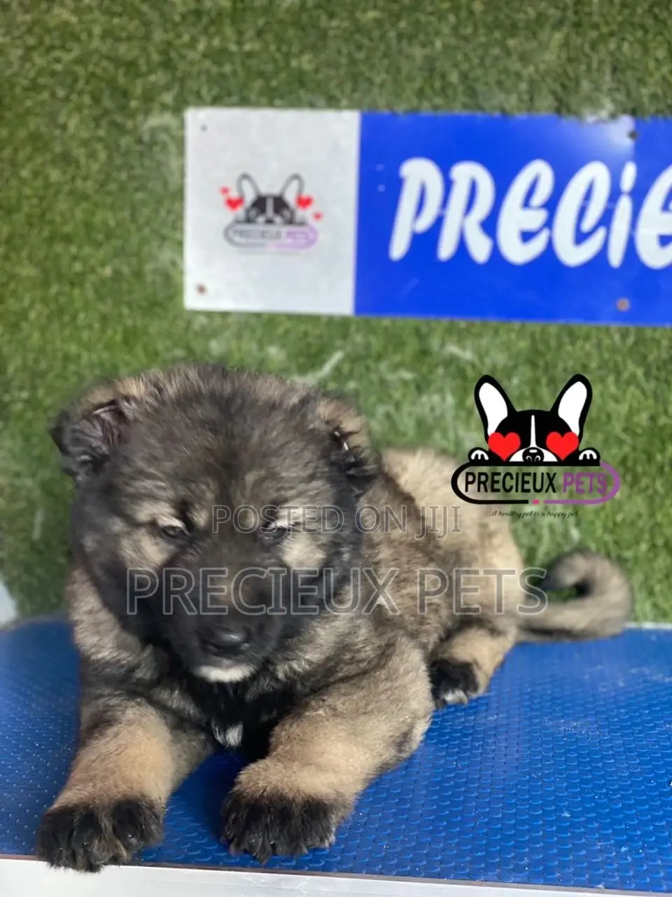 1-3 months Male Purebred Caucasian Shepherd