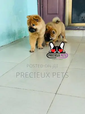 1-3 months Male Purebred Chow Chow