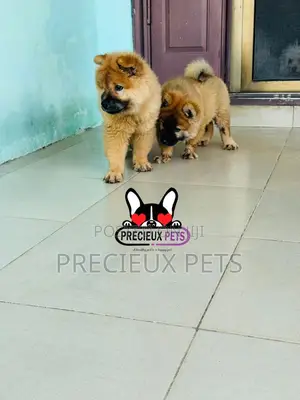1-3 months Male Purebred Chow Chow