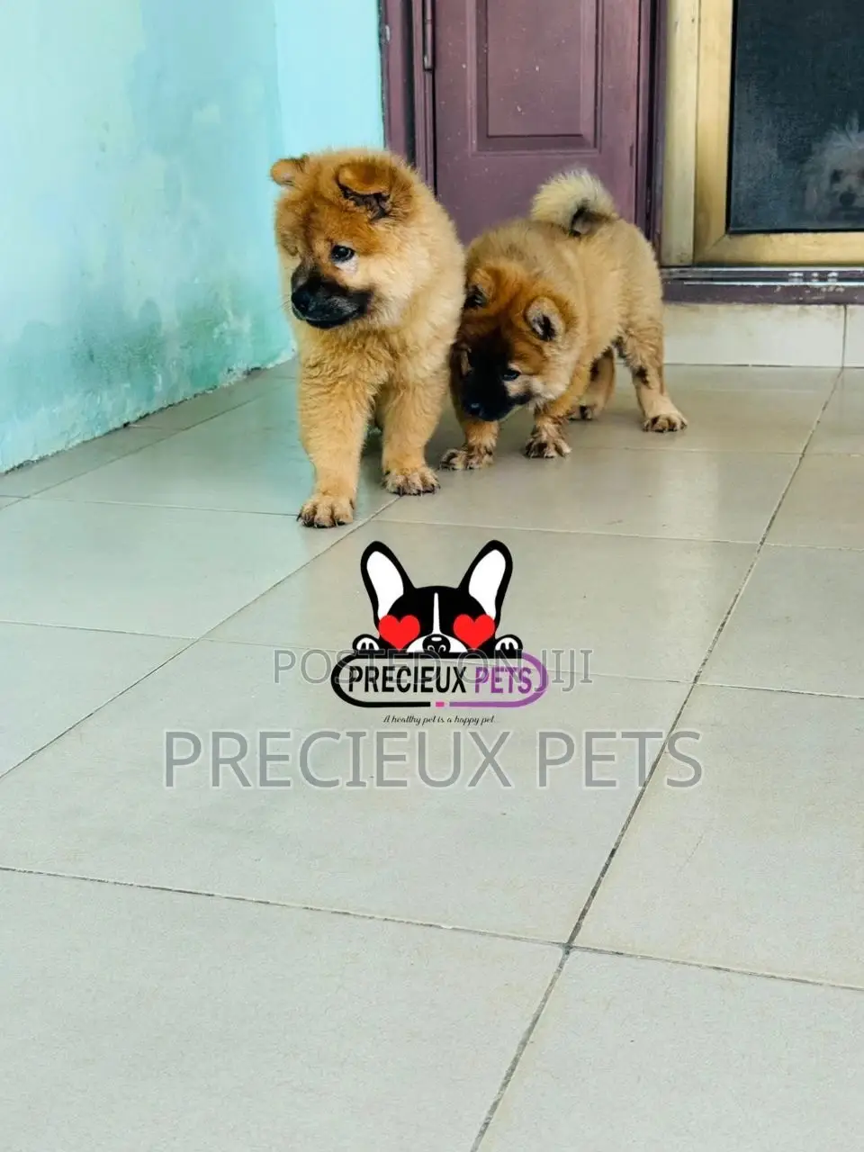 1-3 months Male Purebred Chow Chow