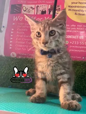 1-3 months Female Purebred Maine Coon