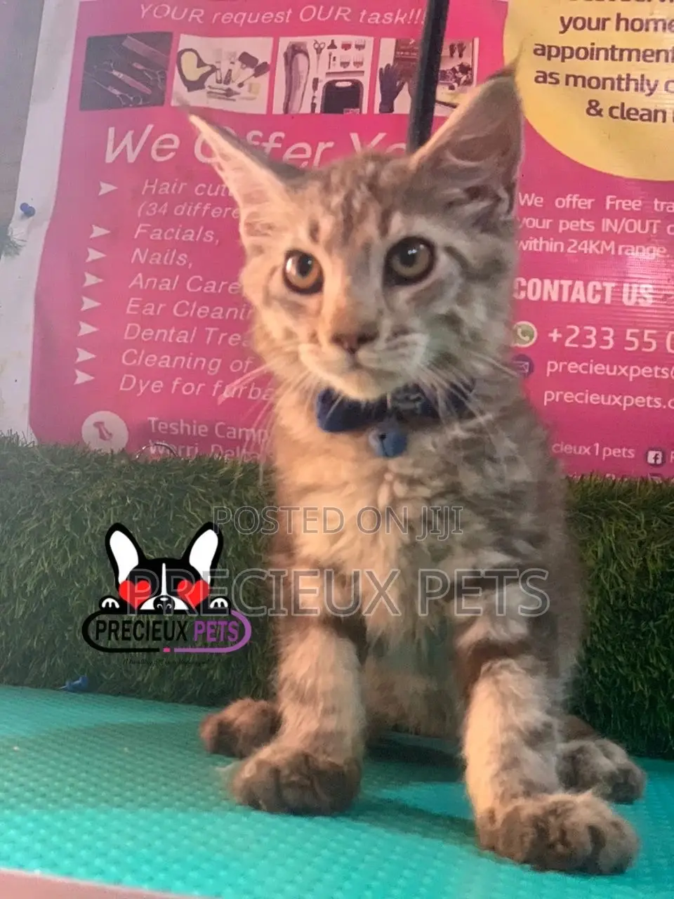 1-3 months Female Purebred Maine Coon